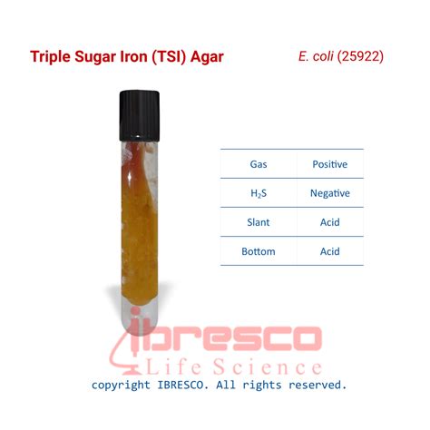 tsi agar e coli
